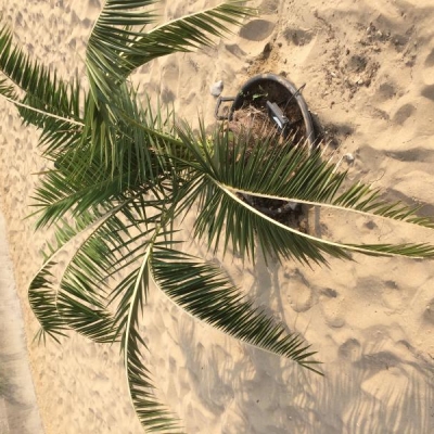 Pianta di palma con foglie che si dividono in due: rischia di morire?