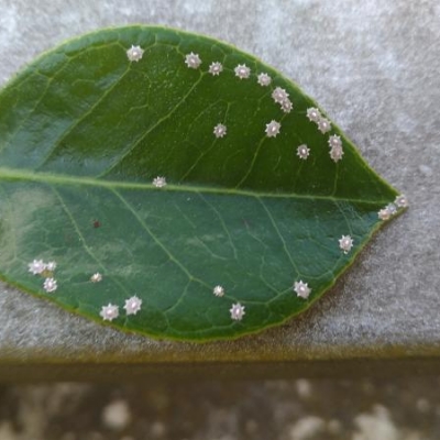 Camelia attaccata da cocciniglia: cosa fare?