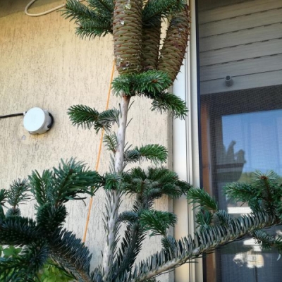 Abies Nordmanniana in vaso che ha prodotto 4 pigne abbastanza grandi nella parte alta: devo toglierle per non rischiare che il fusto si spezzi?