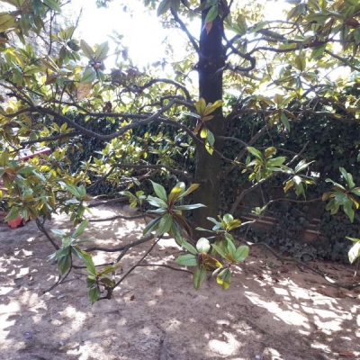 Consigli per la potatura di questa vecchia pianta di magnolia un po' spoglia?