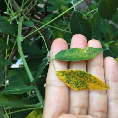 Glicine con foglie gialle: cos'ha e cosa fare?
