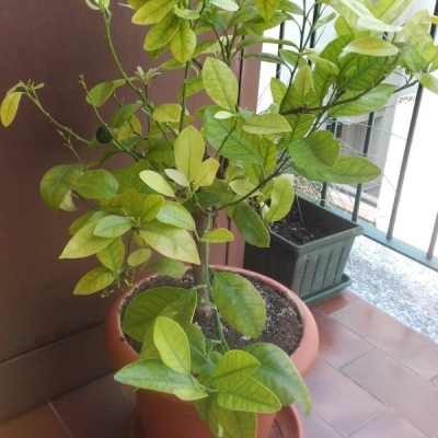 Calamondino in vaso che perde le foglie: come mai?