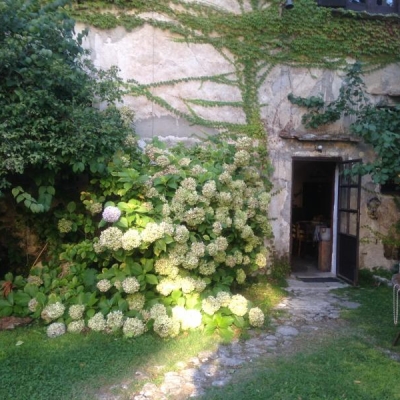 Consigli per sistemare con la potatura questa pianta di ortensie disordinata?