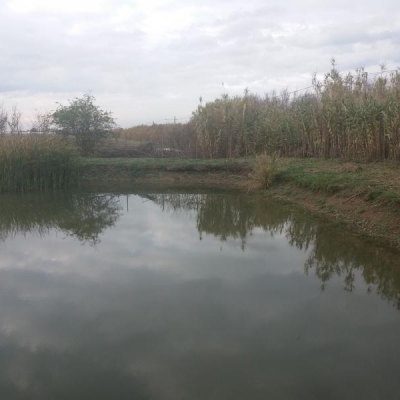 Come posso mantenere l'acqua del mio laghetto pulita e la vegetazione controllata?