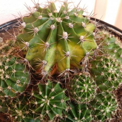 Piante di cactus con macchie gialle: quale può essere la causa e come posso rimediare?