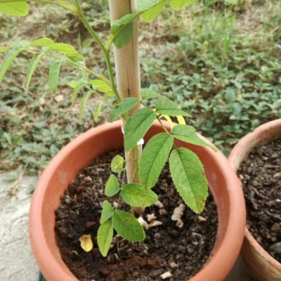 Piantine di rose in vaso: consigli per la cura, la potatura e l'esposizione?