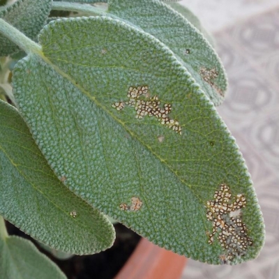 Salvia in vaso con foglie rovinate, cosa può essere e come posso intervenire?