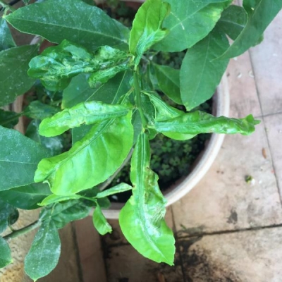 Limoni in vaso che stanno seccando e presentano dei parassiti: come intervenire?