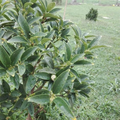 Kumquat con le punte delle foglie gialle: di cosa si tratta e cosa fare?