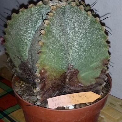 Piante di astrophytum con macchie scure a raggrinzite: di cosa si tratta e cosa fare?