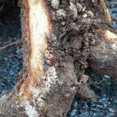 Orto infestato da un fungo che danneggia le radici delle piante: come intervenire?