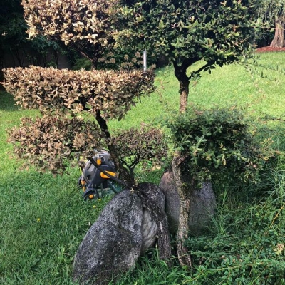 Alberello in giardino che si è seccato: come mai? Come posso salvare il resto?