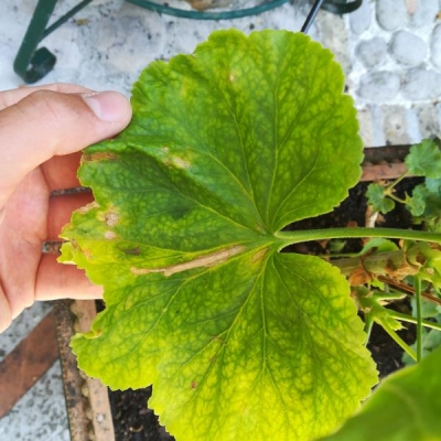 Piante di geranio con pochi fiori, foglie arricciate e macchiate: come mai?