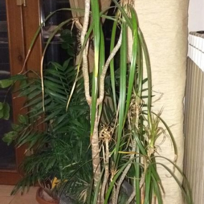 Dracena marginalis dopo rinvaso si è indebolita e seccata: cosa posso fare?