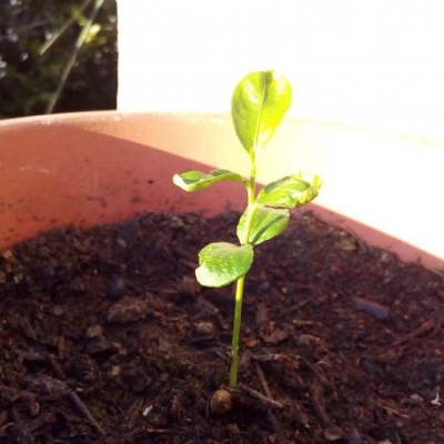 Limone germogliato da 35 giorni, quando riuscirà a fruttificare?