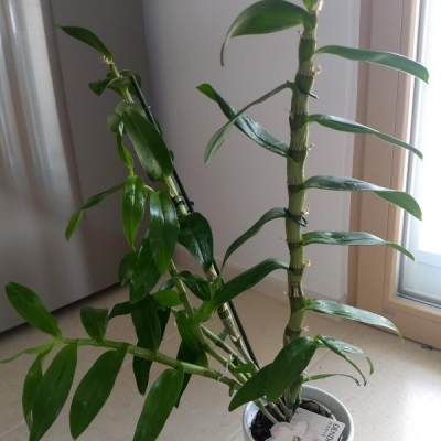 Orchidea dendrobium nobile: consigli sulla potatura e la coltivazione?
