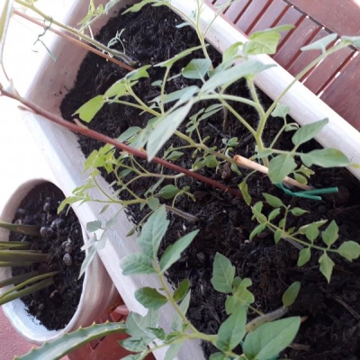 Piantina di avocado di due mesi in vaso: è possibile trattarla come un bonsai?
