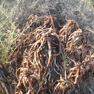 Quali potrebbero essere le cause che hanno portato al disseccamento delle piante di aloe?