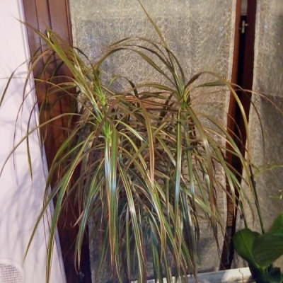 Pianta di dracena in vaso che si sta piegando e rovinando: devo rinvasare?