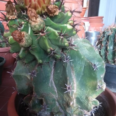 Cactus in vaso colpiti da un'infezione fungina: cosa fare?