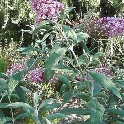 I semi della buddleja possono essere utilizzati in cucina?