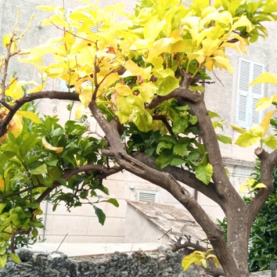 Cos'ha questa pianta di limone con foglie gialle e corteccia che si rompe?