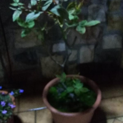 Come mai si è formato il muschio nel vaso della mia pianta? Quando posso rinvasare?