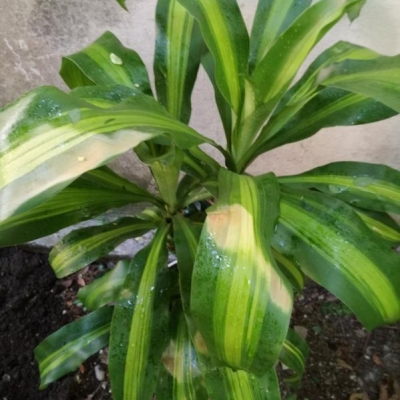 Pianta di dracena con macchie chiare sulle foglie, quali sono le cause? Cosa posso fare?