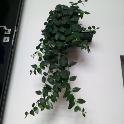 Pianta di aeschynanthus in vaso con radici che fuoriescono: devo rinvasarlo?