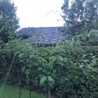 Potatura albero di ciliegio che ha rami che sporgono dalla sua sagoma?