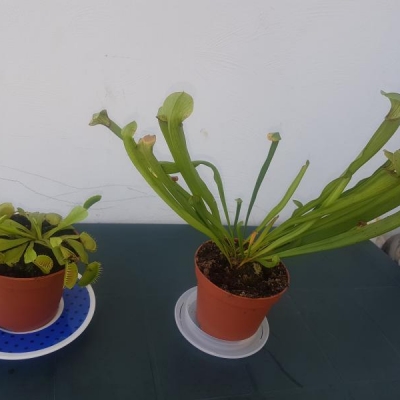 Sarracenia alata e Dionaea muscipula: consigli per la coltivazione di queste piante carnivore