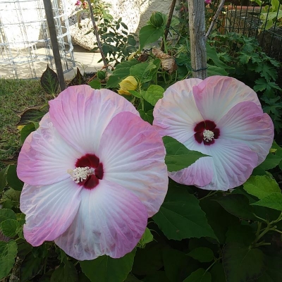 Hibiscus palustris: quand'è il periodo migliore per il trapianto?