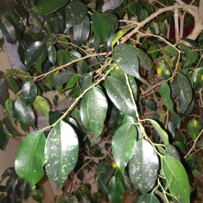 Pianta di ficus che perde le foglie dopo essersi macchiate: qual è il problema?