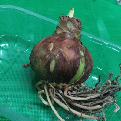 Cosa fare con questi bulbi di amaryllis che sembrano stiano per spuntare?