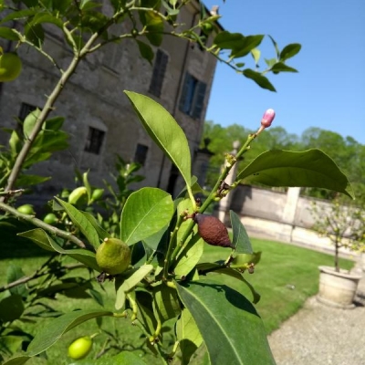 Perché alcuni limoni appena formati tendono a seccare diventando quasi neri?