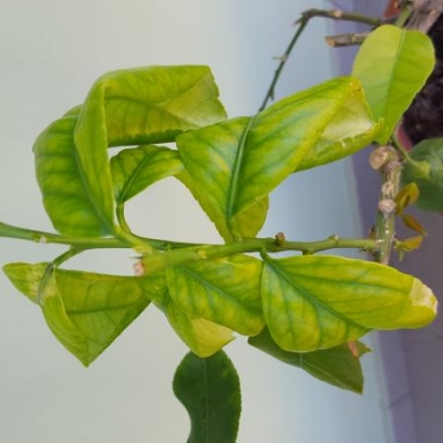 Limone in vaso con foglie che si accartocciano: da cosa può dipendere?