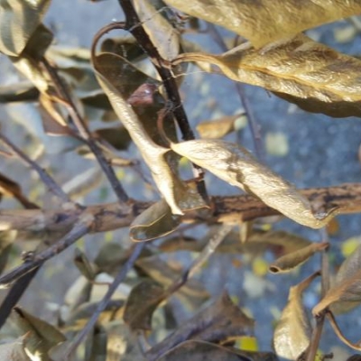 Piante di agrifoglio trapiantate in terra che si sono seccate: come mai?