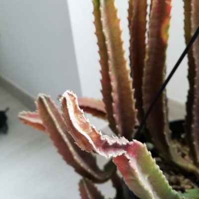 Stapelia grandiflora con fusti che stanno ingiallendo e annerendo: cosa ho sbagliato?