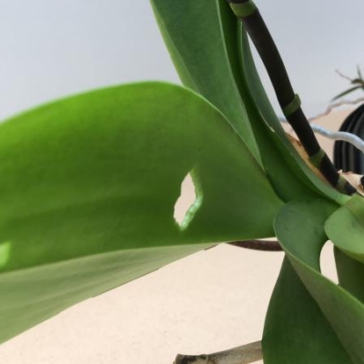 Orchidea phalaenopsis con foglie mangiate dai bruchi: cosa fare?