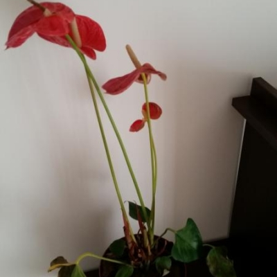 Anthurium con foglie con macchie marroni: cosa fare?