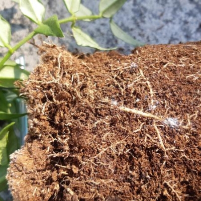 Parassiti bianchi sulle radici della hoya bella: di cosa si tratta e cosa fare?