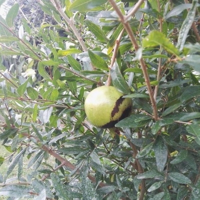 Melograno che ha prodotto 3 frutti e 2 hanno macchie nere e non maturano: cosa fare?