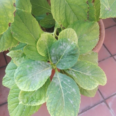 Che malattia hanno queste foglie di ortensia che sembrano ricoperte di muffa?