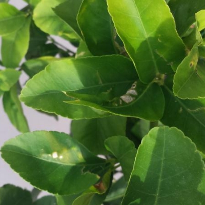 Limone con qualche macchia su foglie e frutti: di cosa si tratta?