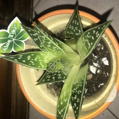 Aloe tiki con foglie che si stanno allargando: cosa posso fare?