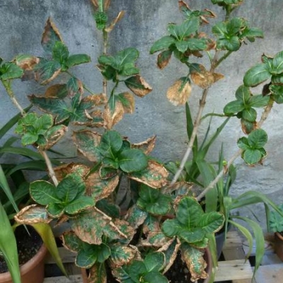 Ortensie in vaso con foglie che stanno in parte seccando: come mai?