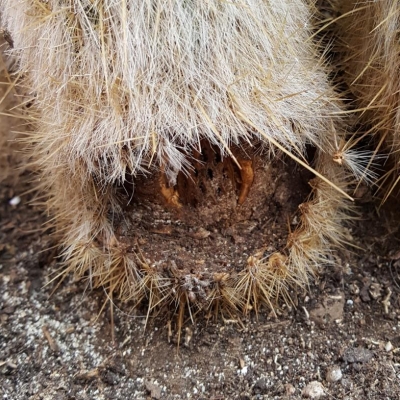 Cleistocactus strausii perdita spine bianche alla base: cos'è successo?