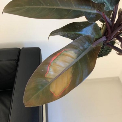 Come si chiama questa pianta e come mai hai questa brutta macchia su una foglia?