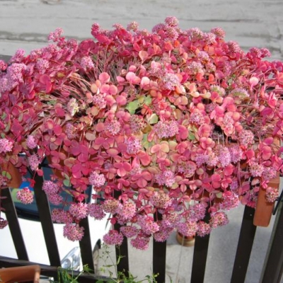 Come si chiama questa pianta in vaso sul balcone?