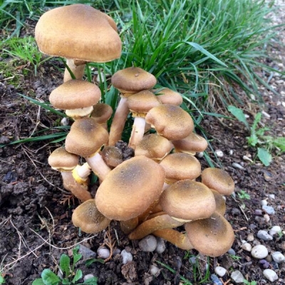Questi funghi sono commestibili?